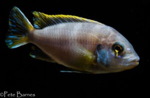 Metriaclima lanisticola 'Mazinzi Reef'